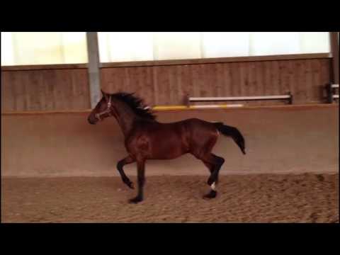 SOLD! Hengst von Antango x Quaterback *2014 Dressurpferd, top dressage prospect!