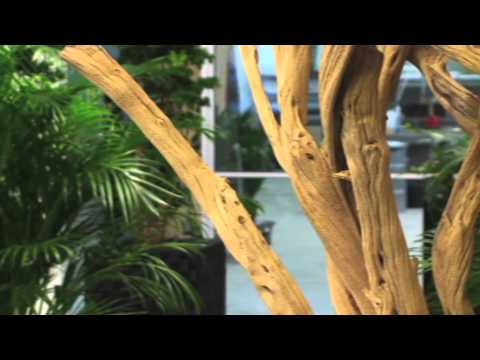 blommor - MÖLNLYCKE Luwasa