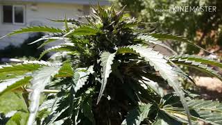 Big Wreck-The Arborist