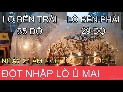 🔴 QBS2107 - Breaking into 2 apricot incubation furnaces on the 24th || How to take care of aprico...