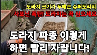 도라지 파종할때 반드시 이걸! 넣고 심어야 빨리 자랍니다! #도라지파종 #도라지재배 #도라지키우기 #도라지빨…