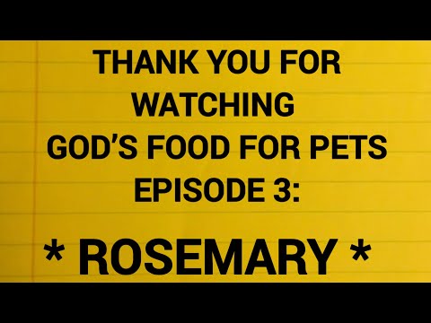 GIVE YOUR DOG FRESH ROSEMARY FOR A HEALTHY HEART, GAS RELIEF, AND MANY OTHER HEALTH BENEFITS.