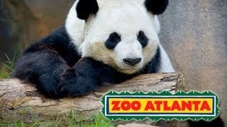 preview picture of video 'A DAY AT ZOO ATLANTA!!'