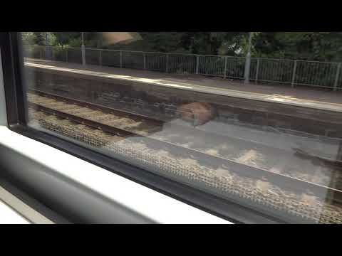 Northern Ireland Railways | CAF Class 3000 | 3005 | Train Ride | 25th July 2018 | HD