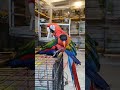 New Macaw Parrot And New Birds Sale In Pakistan Market Subscribe Bird Parrot Lovebird Animal