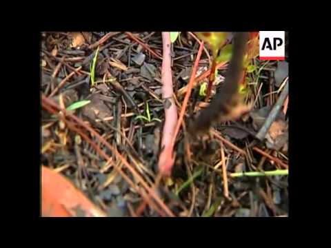 How grunting gets worms out of the soil
