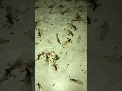 Termites vs Ants