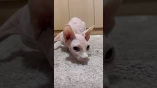 狙いを定めて突進する毛のない猫【スフィンクス猫】
