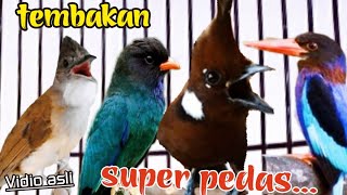 Download lagu TEMBAKAN KOMBINASI SUPER PEDAS 27 c,jenggot vs tengkek buto vs cililin vs tengkek udang mp3