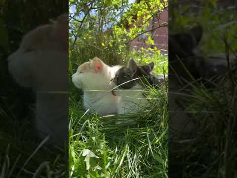 Cute Cats 2022🐱 ❤❤|| Sudhir Kirkira||