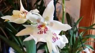 Orchid Like Angels... Beallara Tahoma Glacier...