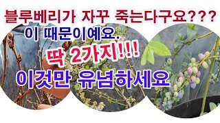 블루베리가 자꾸 죽는다구요? 딱  2가지!!! 이것만 유념하세요. 블루베리 재배, 블루베리 키우기, 블루베리…