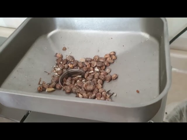 زيت الخروع طبيعي 125 مل معصرة