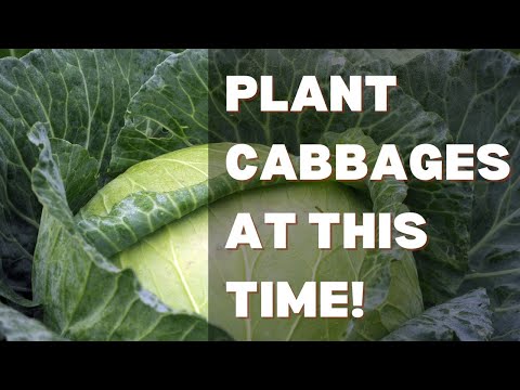 Best Fertilizer for Big Cabbages and How to Apply Cabbage Farming