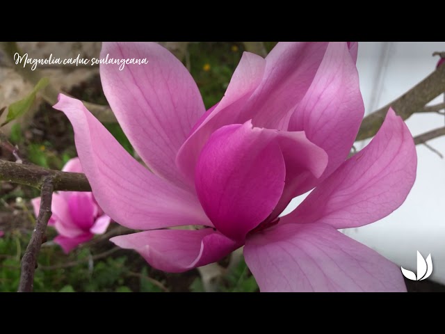 Vídeo relacionado con Plant in a Box - Mix of 3 Magnolia - Magnolia Susan, Soulangeana, Stellata - Maceta 9cm - Altura 25-40cm
