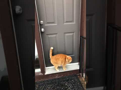 Let Meow In Orange Tabby Cat Knocks On The Door To Enter