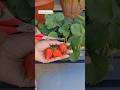 Fruit Harvest From My Terrace Garden Terracegarden Fruit Shorts
