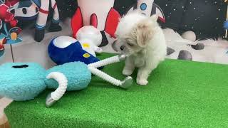 マルチーズの動画01