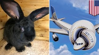 United Airlines controversy: Giant rabbit dies on United flight from UK to US