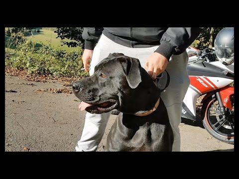 KKB 2016 [4tel-Finale 1/4] - Brook o Neil vs Trickster (prod. by Prototune & Ostanin Beatz)