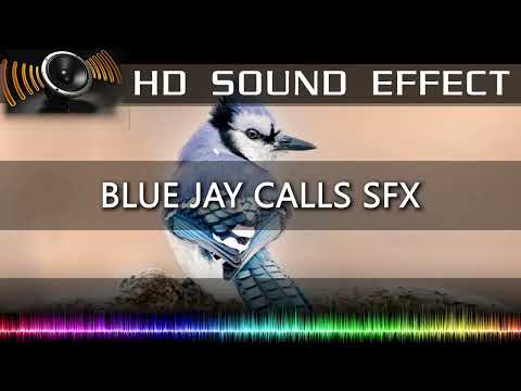Blue Jay Bird Call Sound 🔉🐦 | HQ