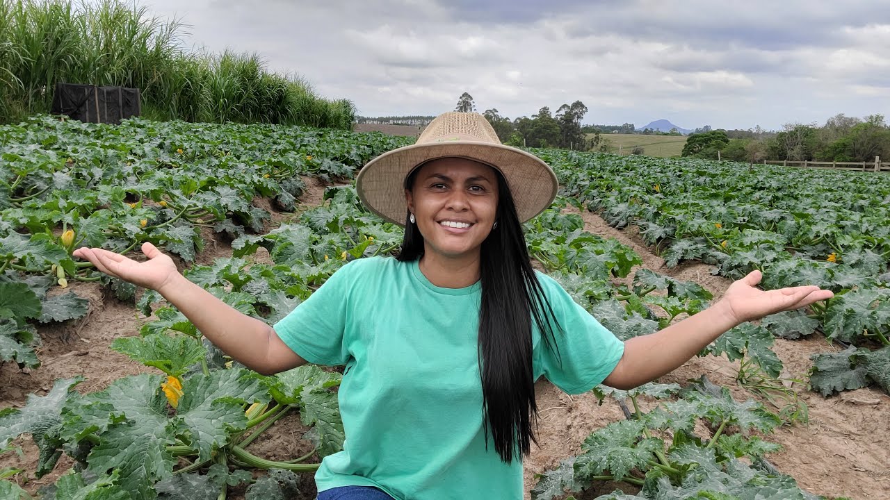 NOSSA PLANTAÇÃO DE ABOBRINHA ADELE ESTÁ UM LUXO 🙏