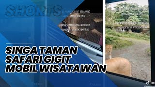 Viral Video Wisatawan Dikejar Singa Ngamuk di Taman Safari Bogor, Gigit Mobil Sampai Bolong