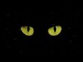 Cats Trailer