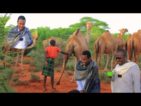 Waligaa kaadi Geel ma cabtay 24 saac iyo xerada Geela habyn qiimo badan