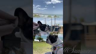 【frenchie】四季の思い出☺️　　　　　　　　　　　　　　　　　　　　　　　　　    　　 "Memories of the Four Seasons"#shorts