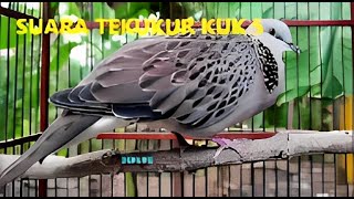 Download lagu BURUNG DERKUKU KUK 5 // SUARA PANCINGAN PIKAT PALING AMPUH mp3 Download lagu BURUNG DERKUKU KUK 5 // SUARA PANCINGAN PIKAT PALING AMPUH mp3