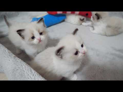 YouTube 썸네일