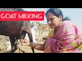 Goat Milking