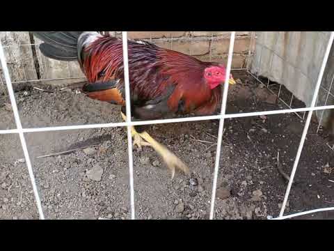 gallo blue face - asil combate