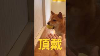 テニスボール豆柴🎾 #shibainu #柴犬 #cute #犬のいる暮らし #球遊び