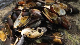 Pearls in Peril LIFE+ Nature Project