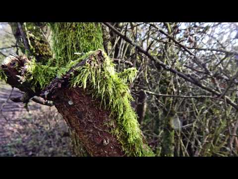 Moose, Flechten und Pilze an Ästen und Stämmen