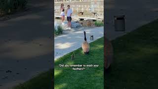 Goose Mom Waits Very Patiently For Her Baby To Be Done Playing In The Grass 🥰