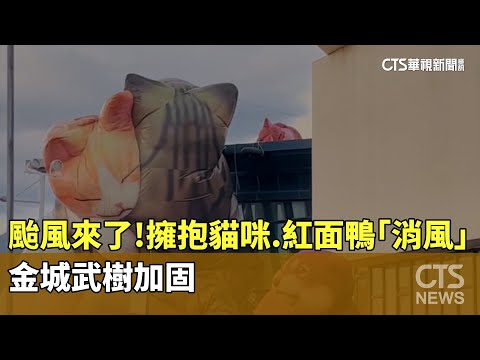 颱風來了！　擁抱貓咪.紅面鴨「消風」　金城武樹加固
