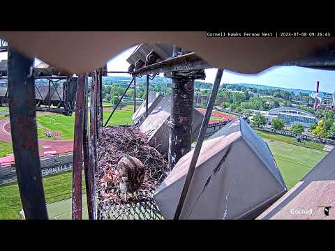 Big Red Returns to the Nest Platform With Prey For Calling Fledgling | July 8, 2023 #cornellhawks