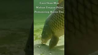 Download lagu Cara Ikan MAS Makan di Dalam Air❗Umpan Pelet #fishing #mancing #shorts mp3