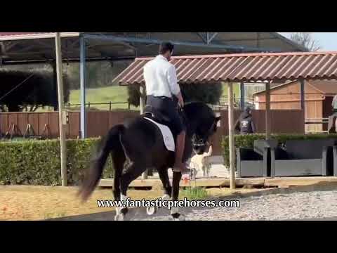 OPORT Beautiful Lusitano Black stallion PIROFREE tested