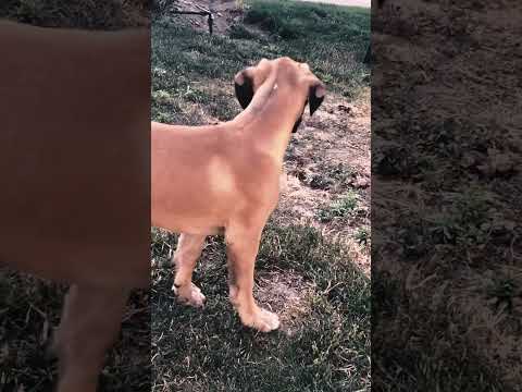 Boxer puppy for sale