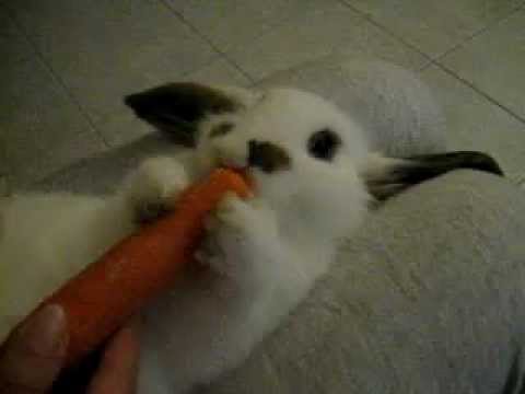 Il coniglio Furio e la carota