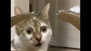 wide eyed cat meme
