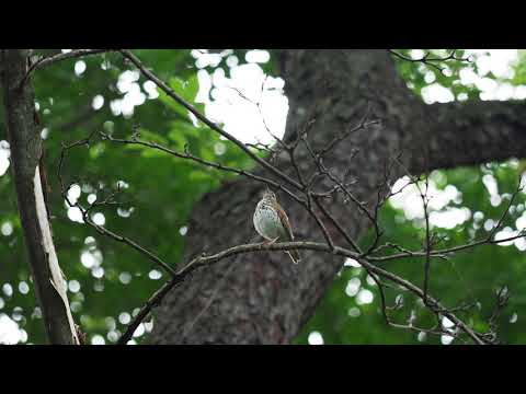 Wood Thrush song