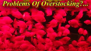 Overstocking Of Fishes And Its Problems... Overstock | Keeping Too Many Fishes / Fish Aquarium Tamil