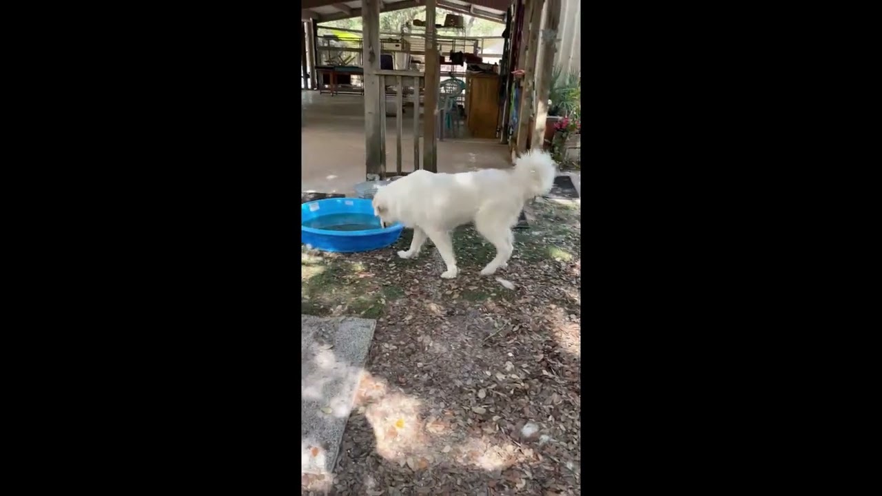 Enlarge Sara Lee, a Adoptable Great Pyrenees in Fulton, TX video 4/5