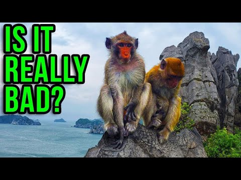 Monkey Island In Nha Trang,  Vietnam - Failed Livestream!