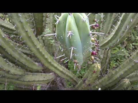 download lagu mp3 mp4 Garambullo, download lagu Garambullo gratis, unduh video klip Garambullo